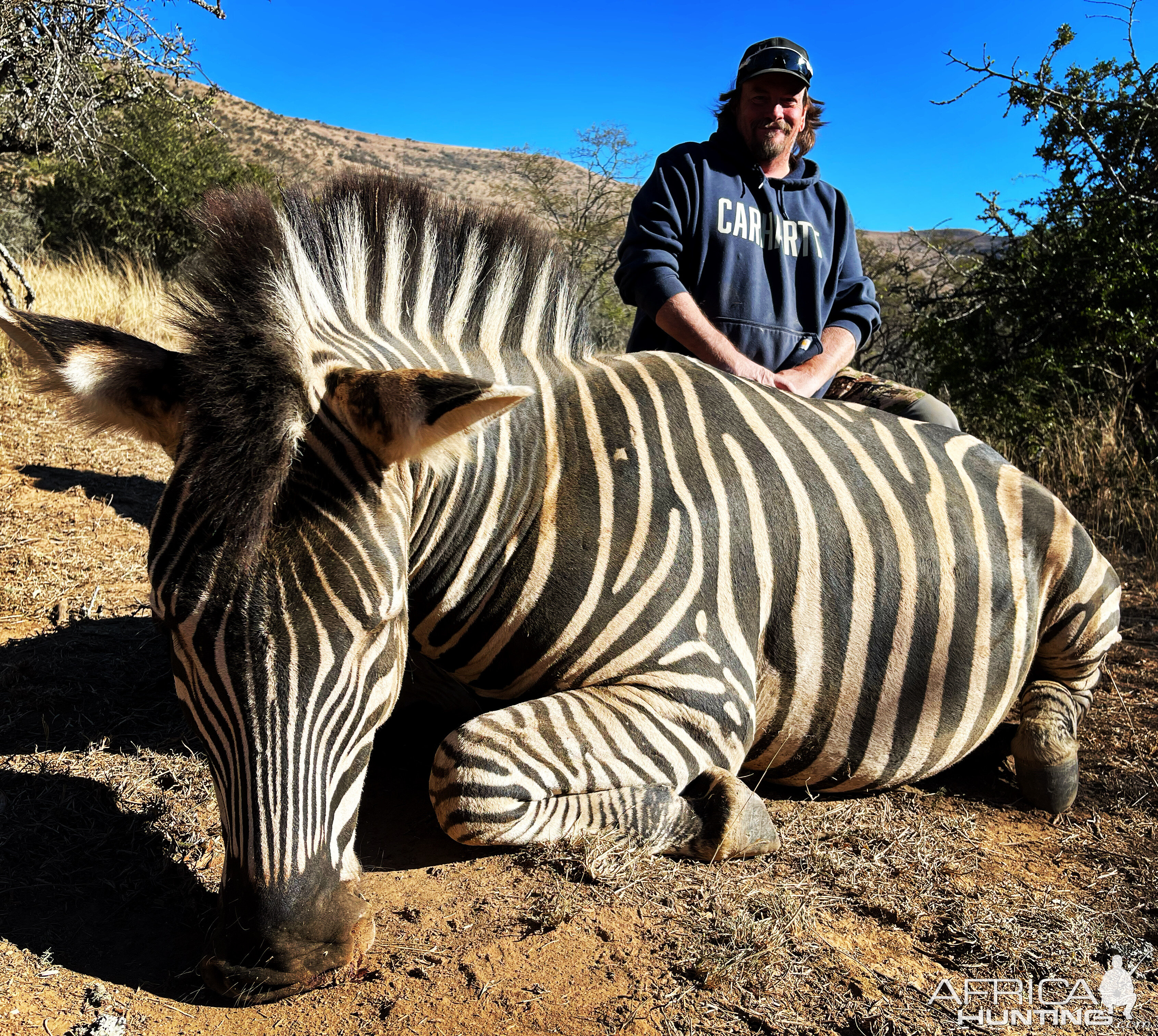 Zebra Hunt Eastern Cape South Africa