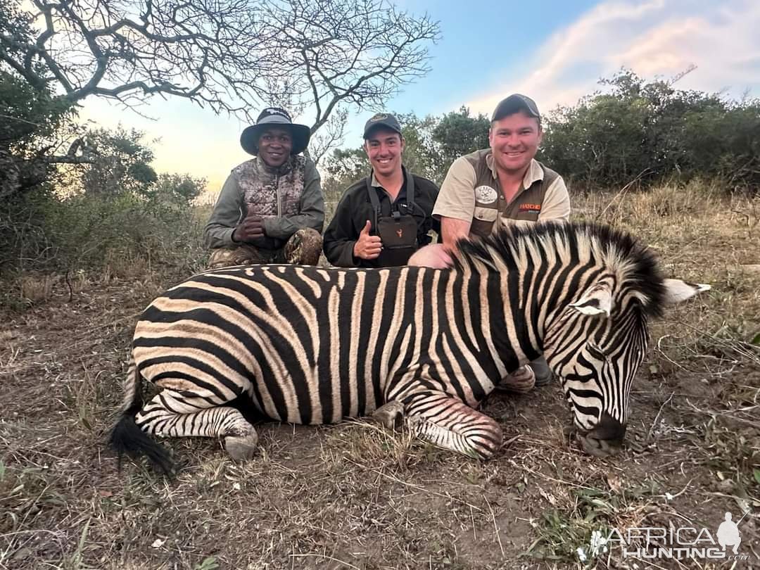 Zebra Hunt Eastern Cape South Africa