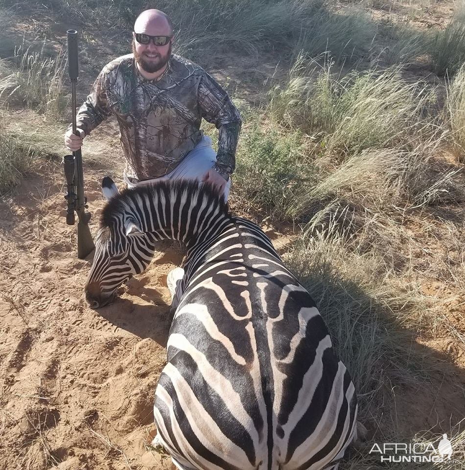 Zebra Hunt Kalahari South Africa