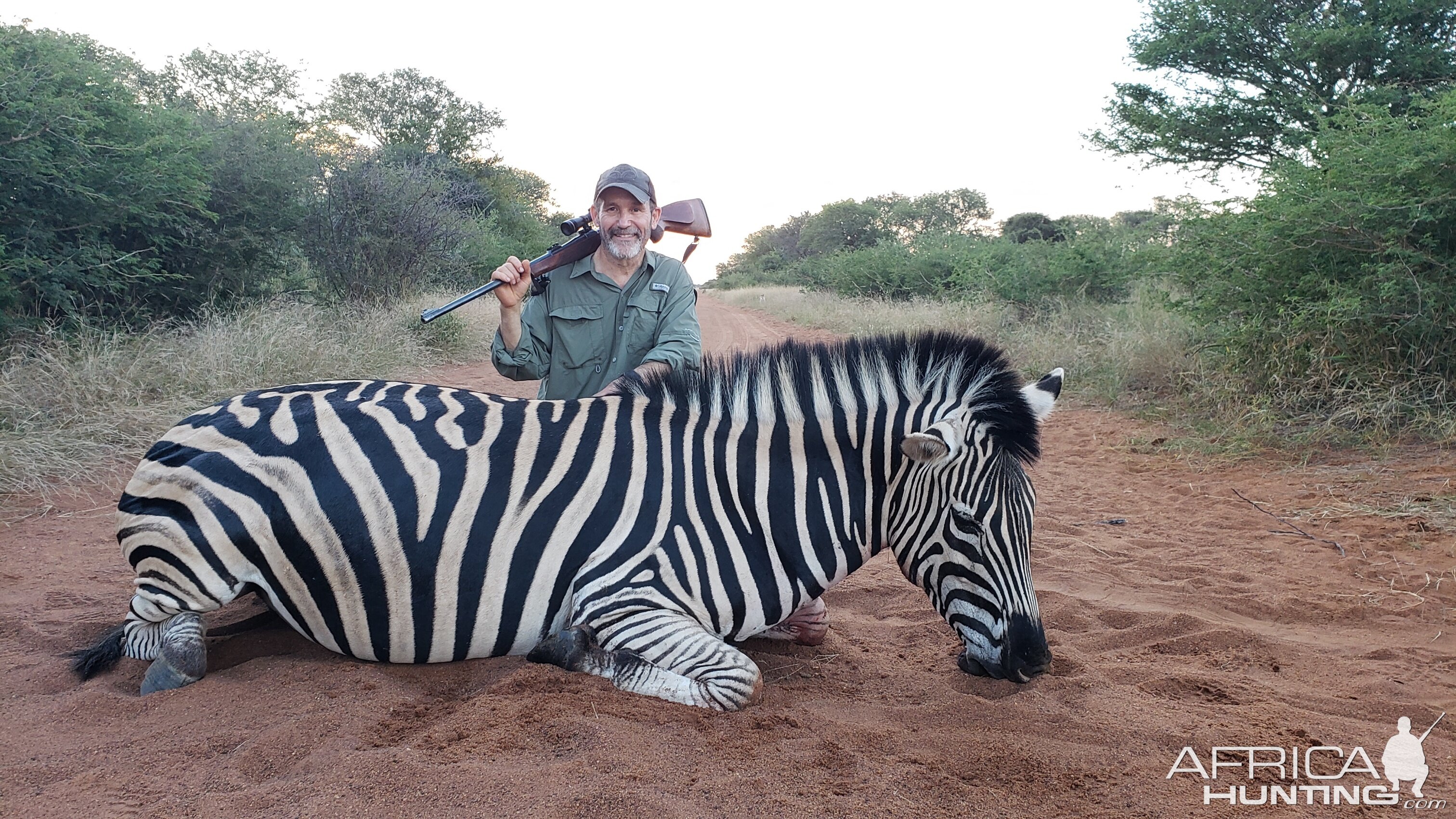 Zebra Hunt Limpopo South Africa