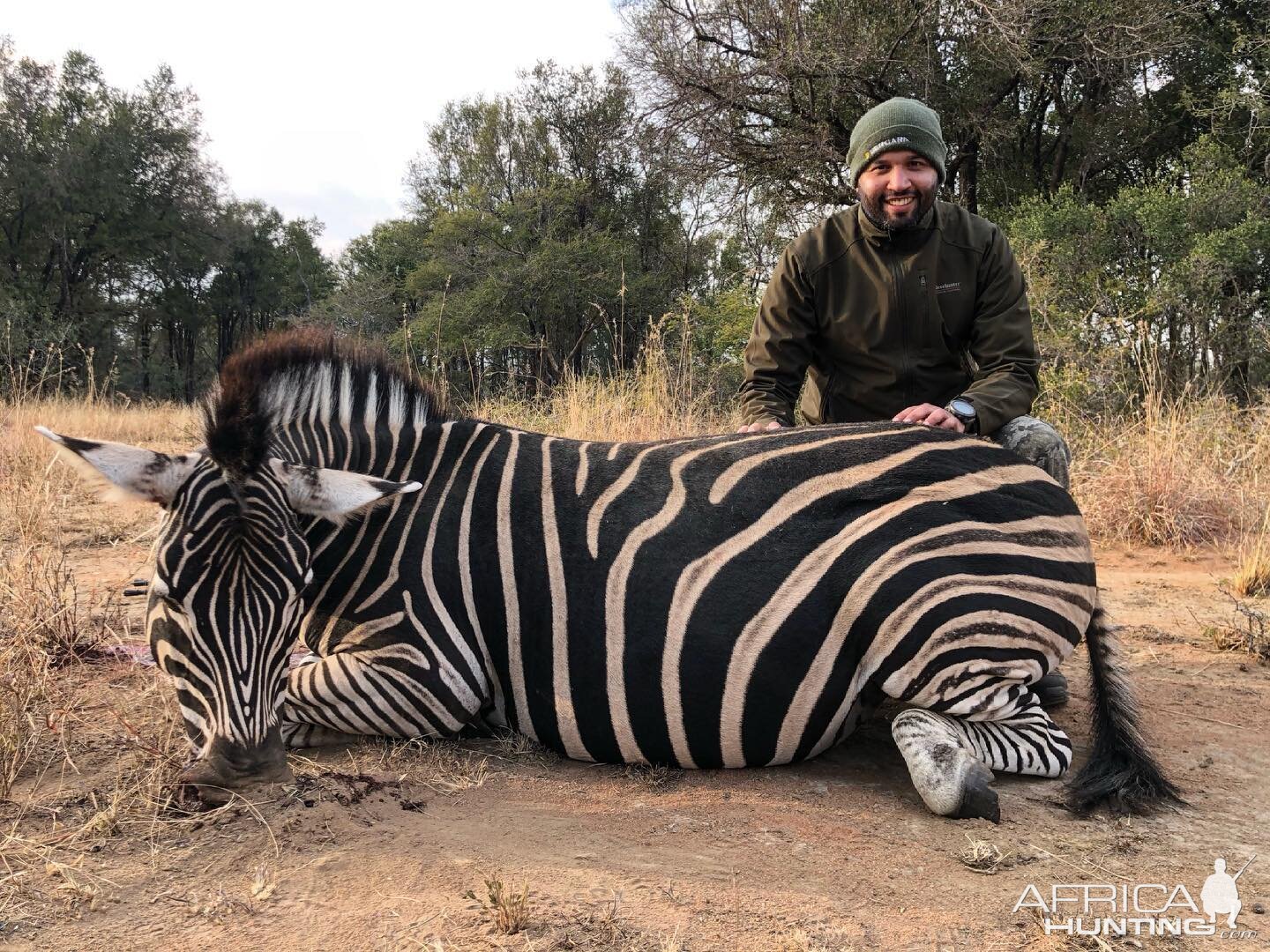 Zebra Hunt Limpopo South Africa