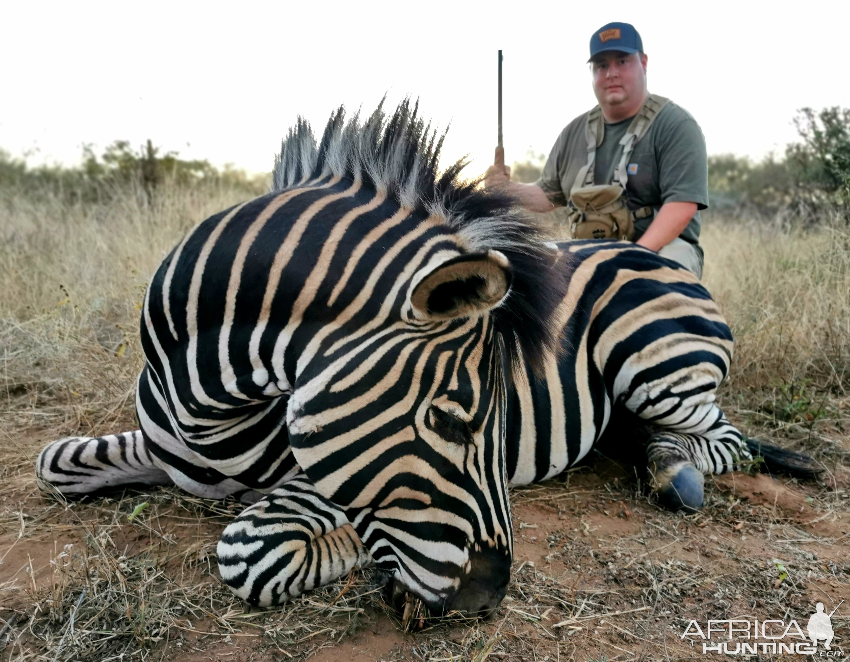 Zebra Hunt Limpopo South Africa