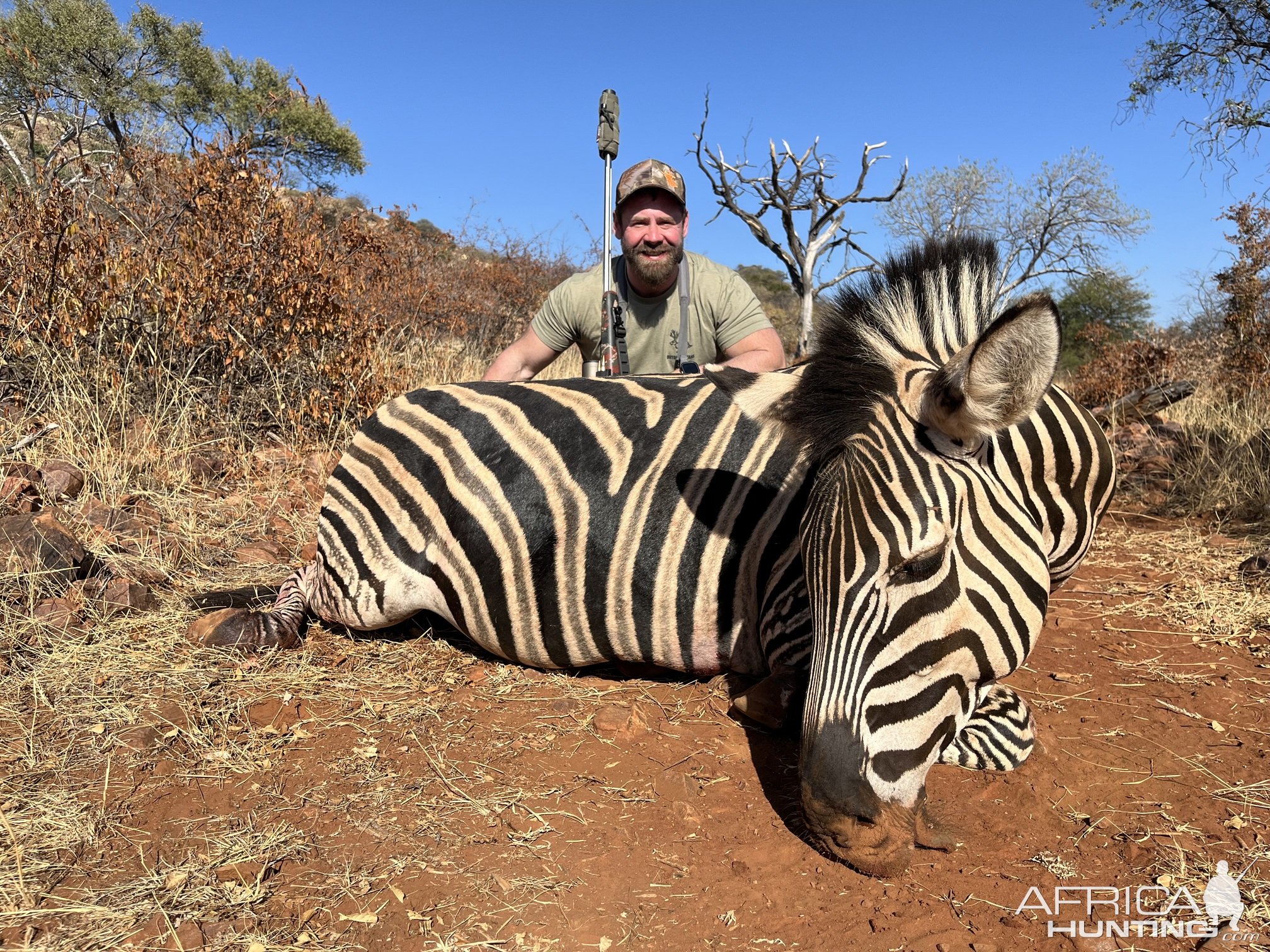 Zebra Hunt Limpopo South Africa