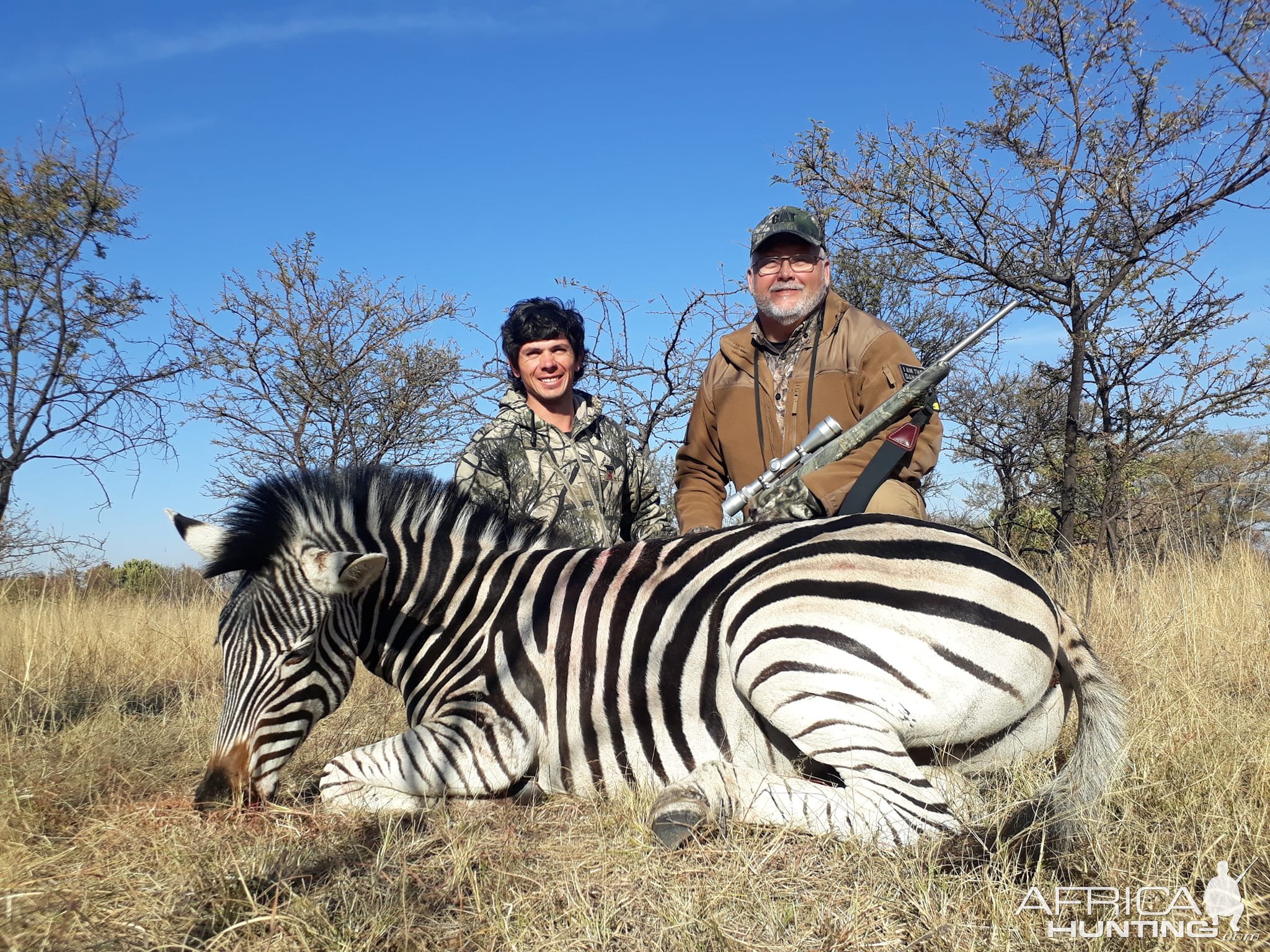 Zebra Hunt Limpopo South Africa