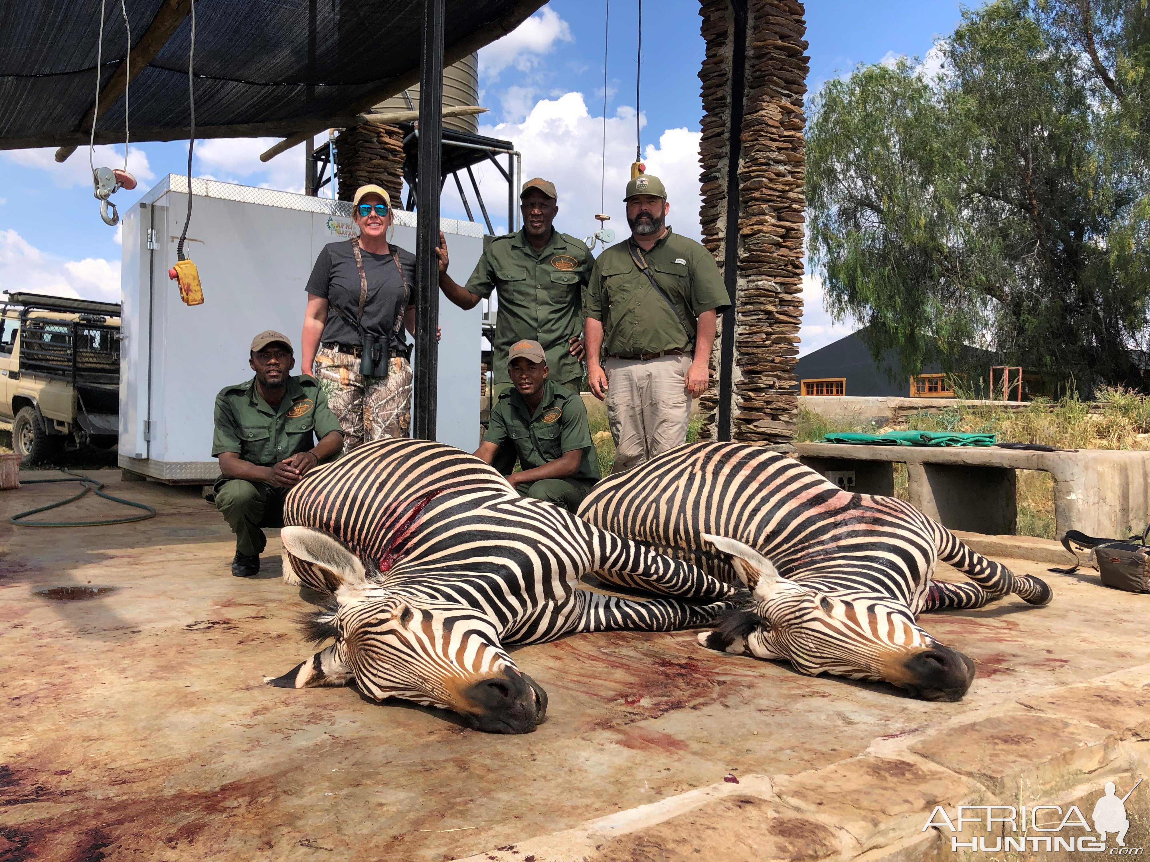 Zebra Hunt Namibia