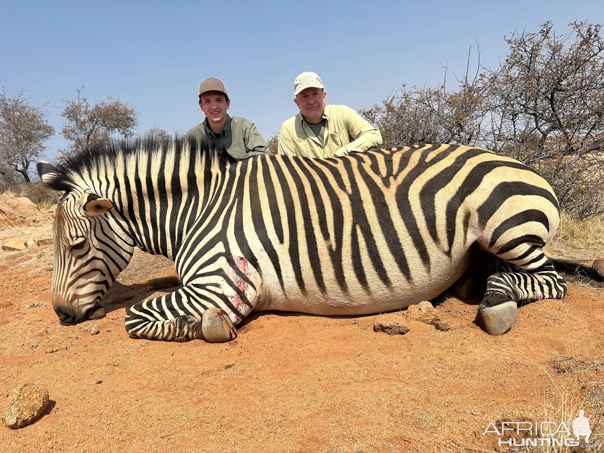 Zebra Hunt Namibia