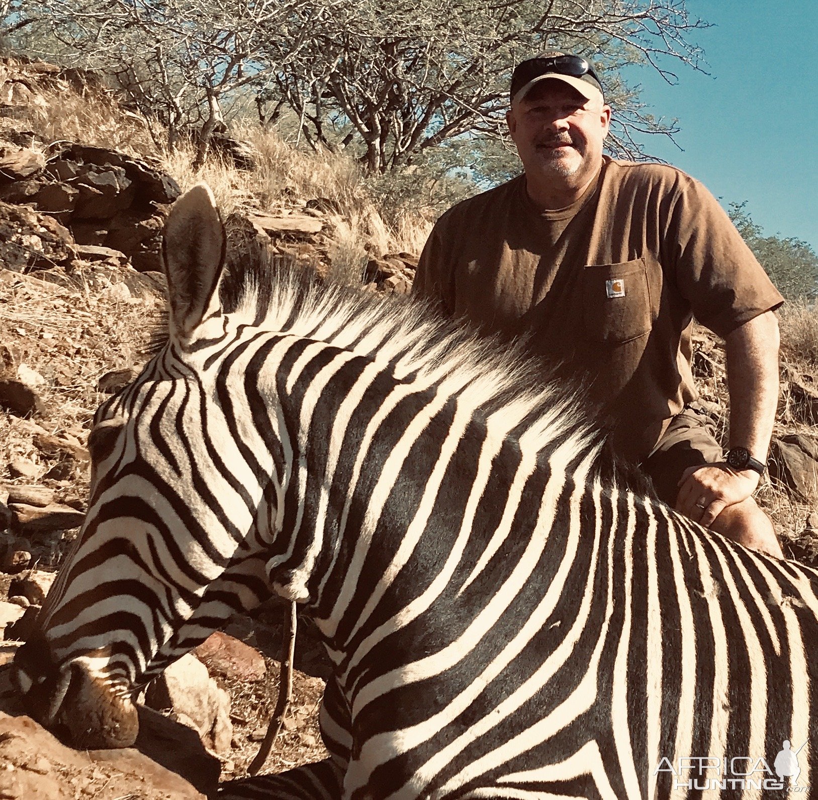 Zebra Hunt Namibia