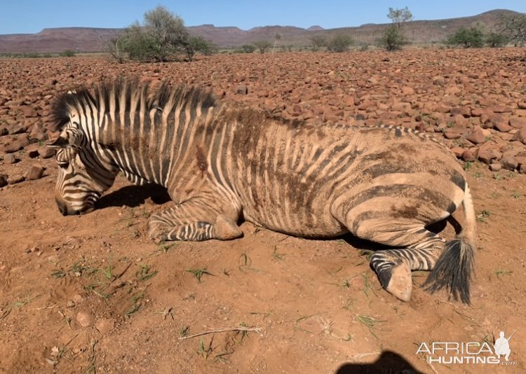 Zebra Hunt Namibia