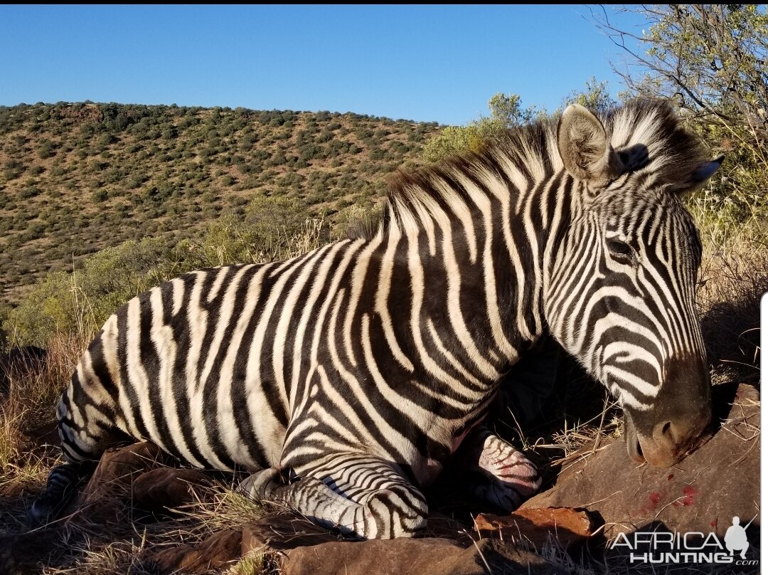 Zebra Hunt South Africa