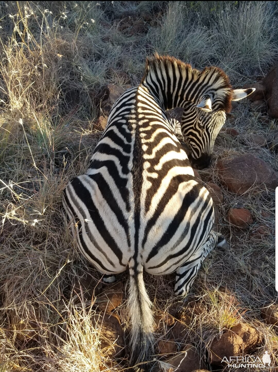 Zebra Hunt South Africa