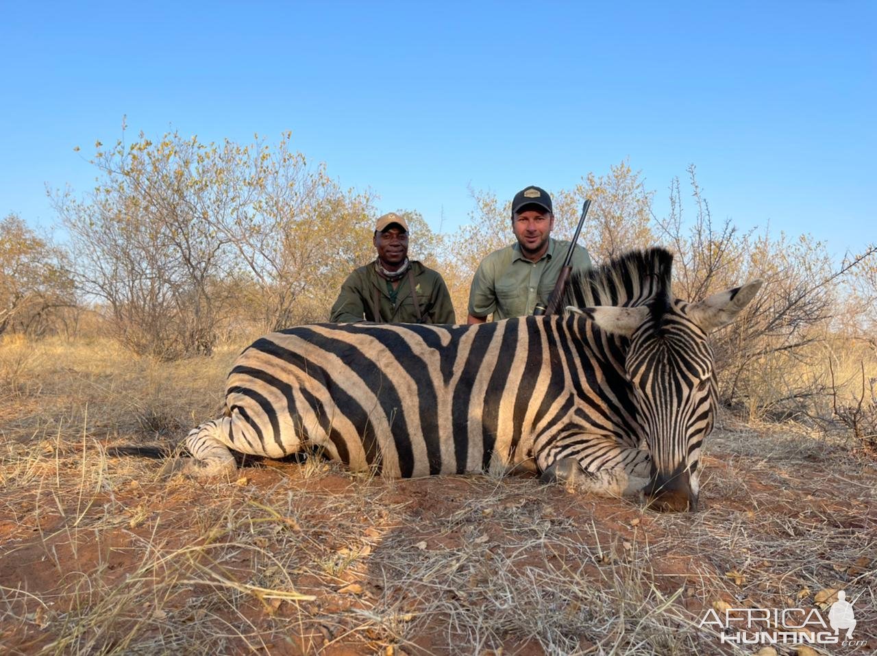 Zebra Hunt South Africa