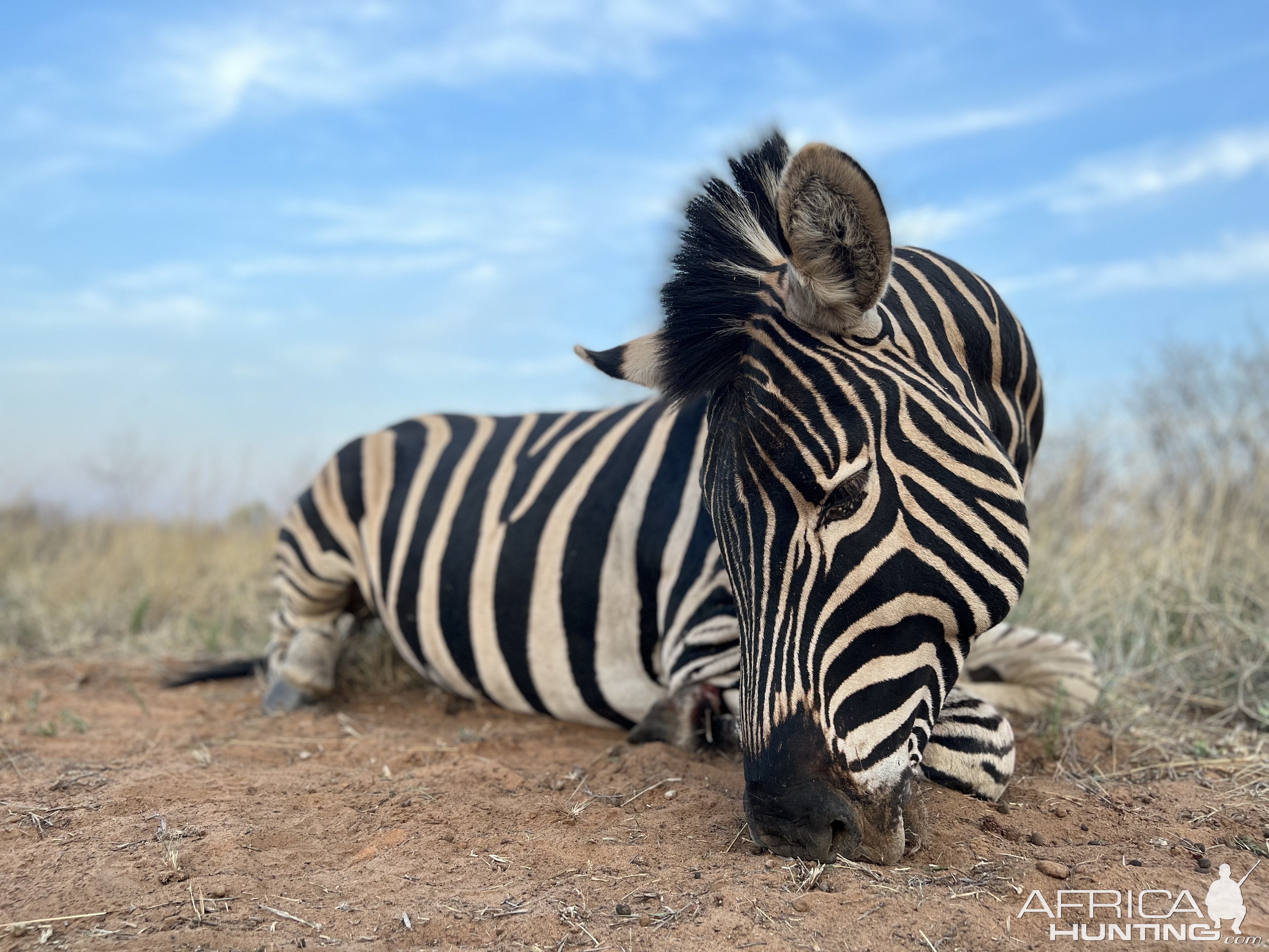 Zebra Hunt South Africa