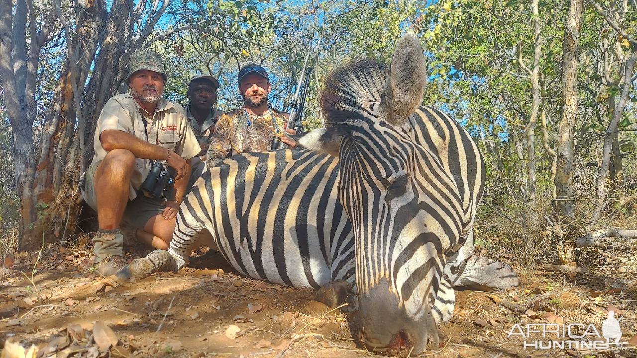 Zebra Hunt South Africa