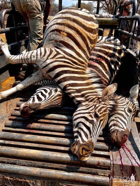 Zebra Hunt South Africa