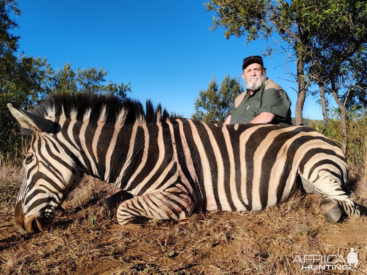 Zebra Hunt South Africa