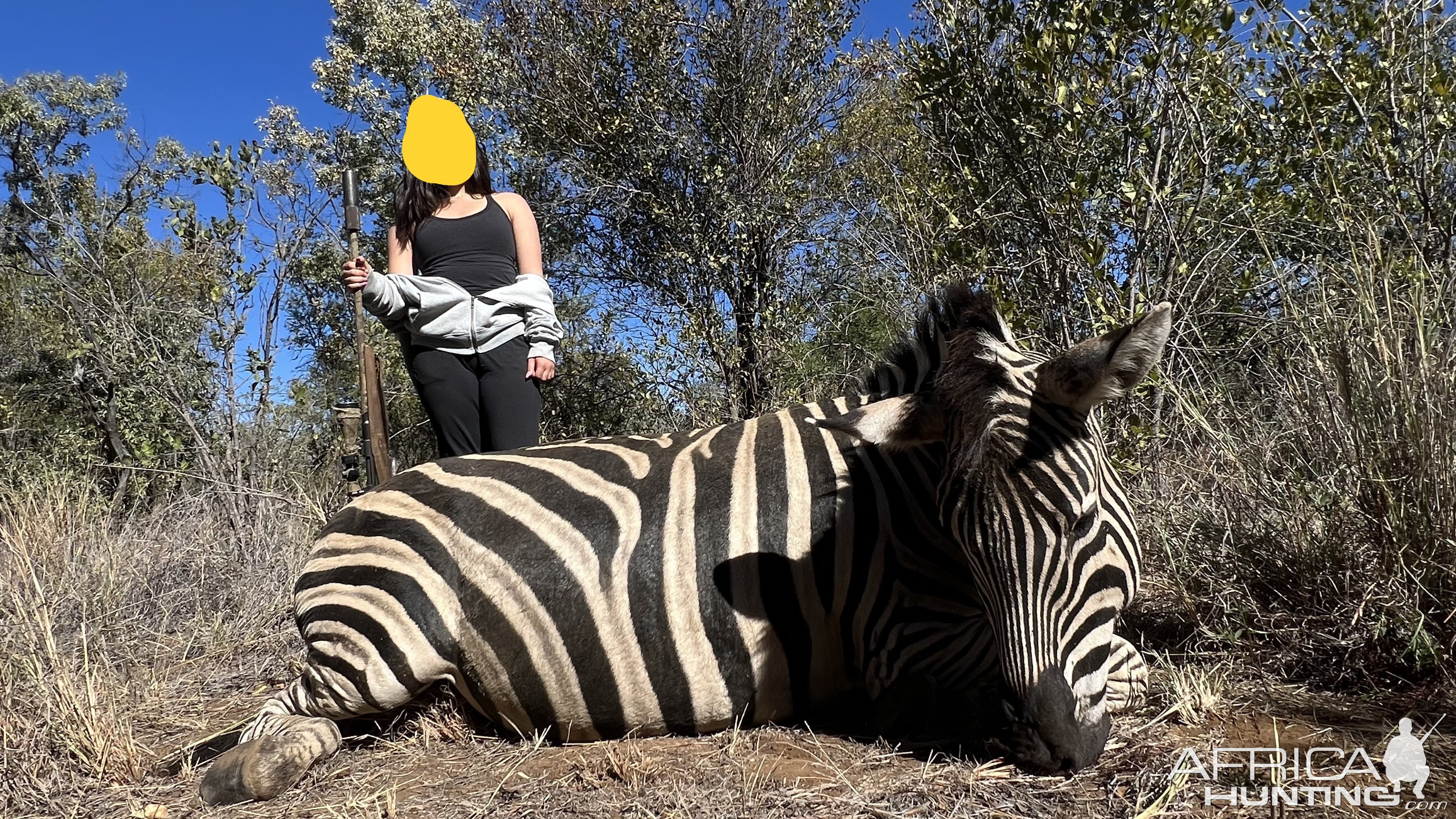 Zebra Hunt South Africa