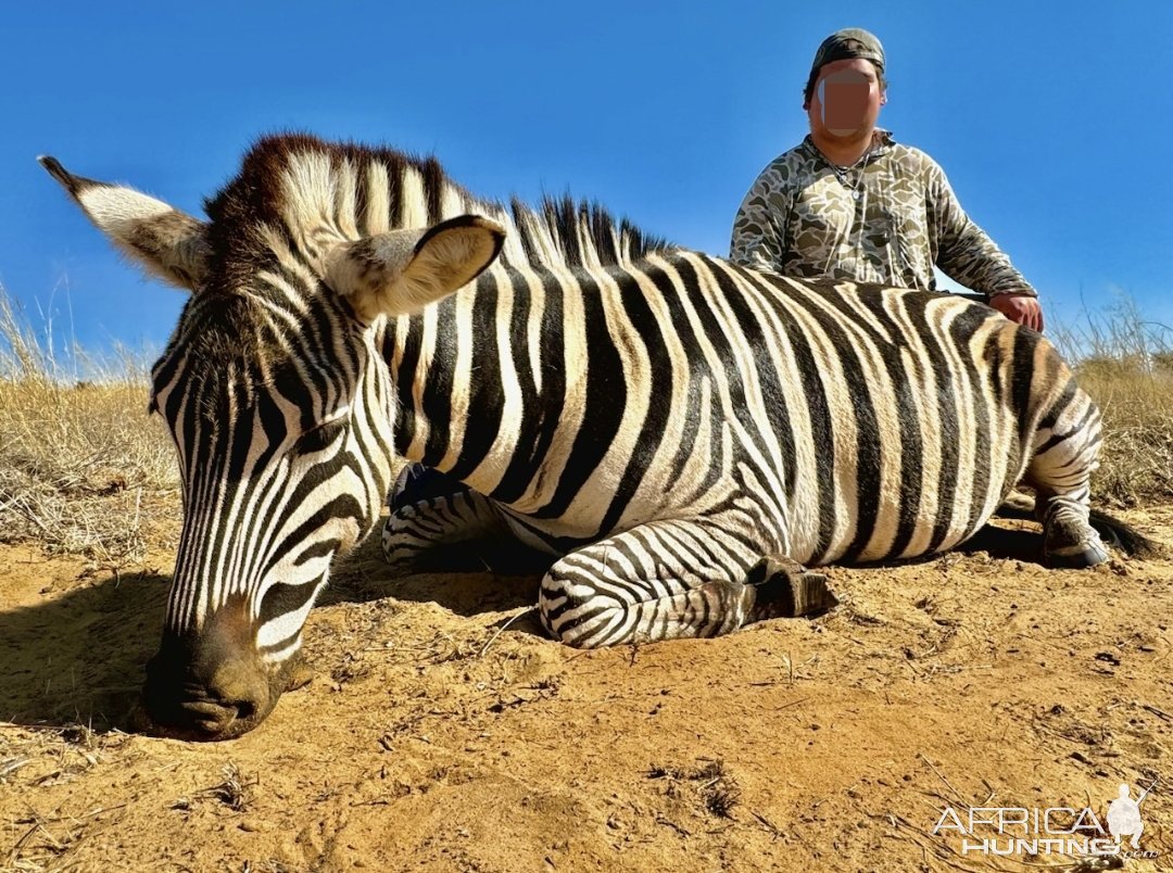 Zebra Hunt South Africa