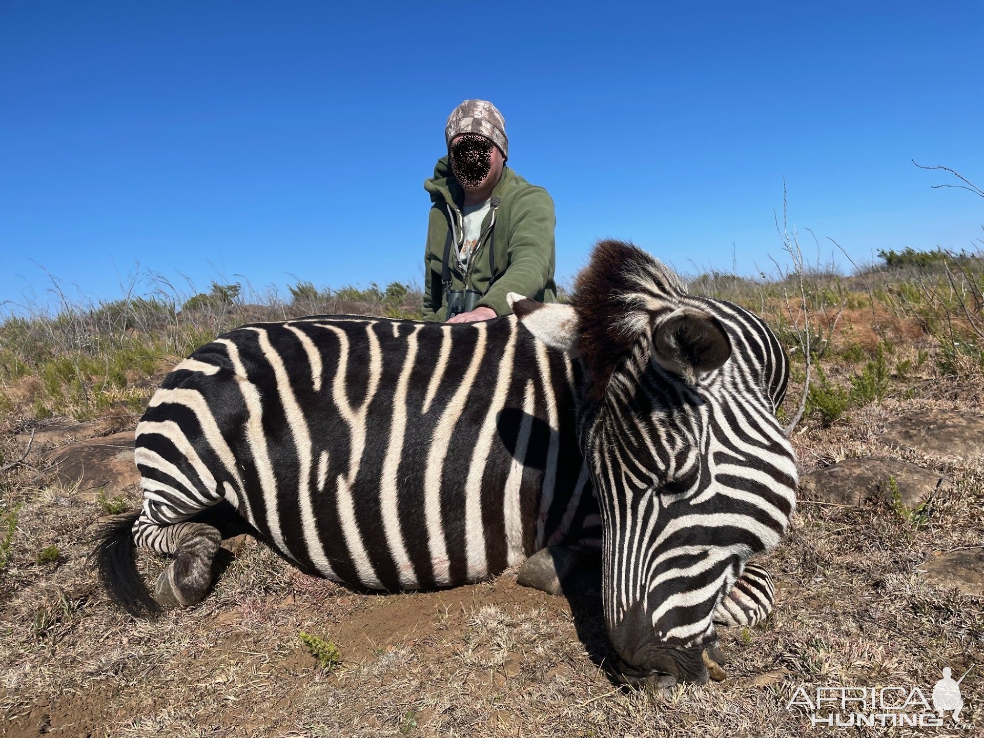 Zebra Hunt South Africa