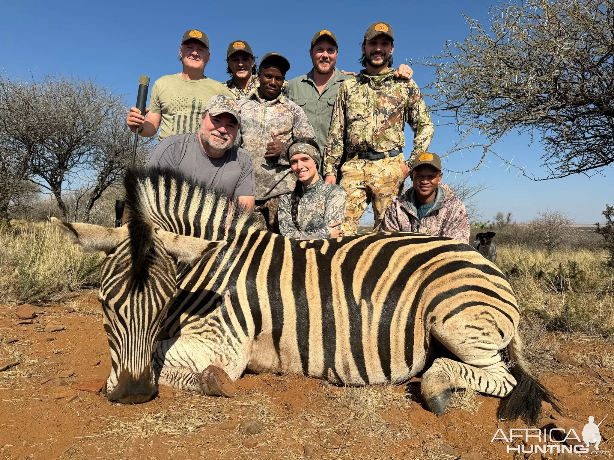 Zebra Hunt South Africa