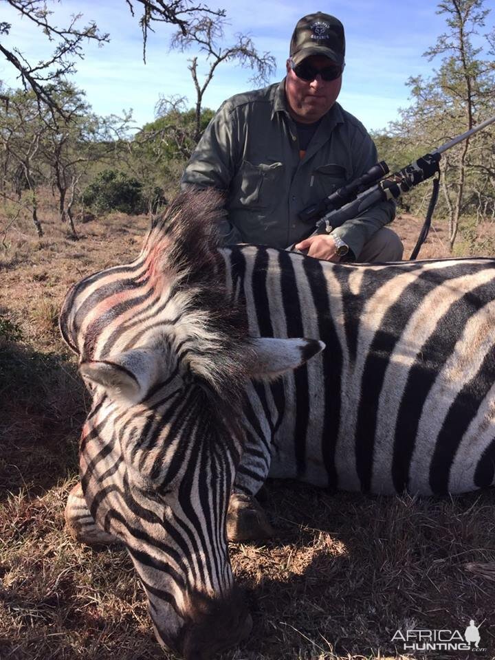 Zebra Hunt South Africa