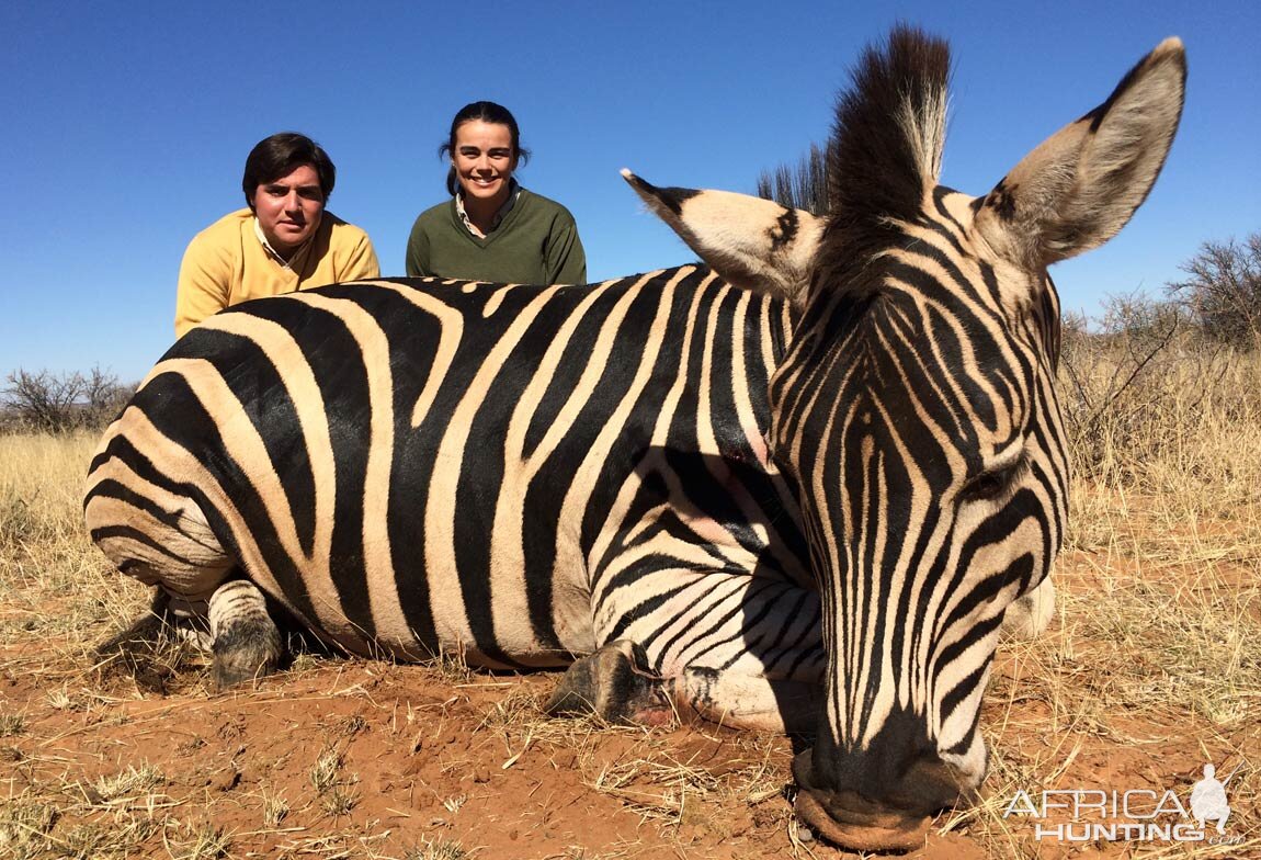 Zebra Hunt South Africa