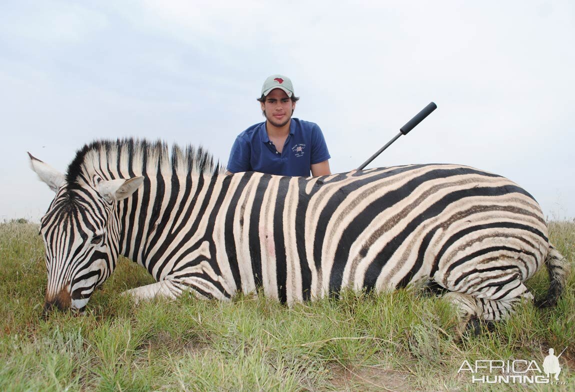 Zebra Hunt South Africa