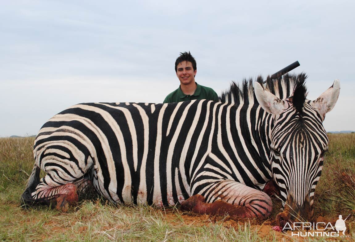 Zebra Hunt South Africa