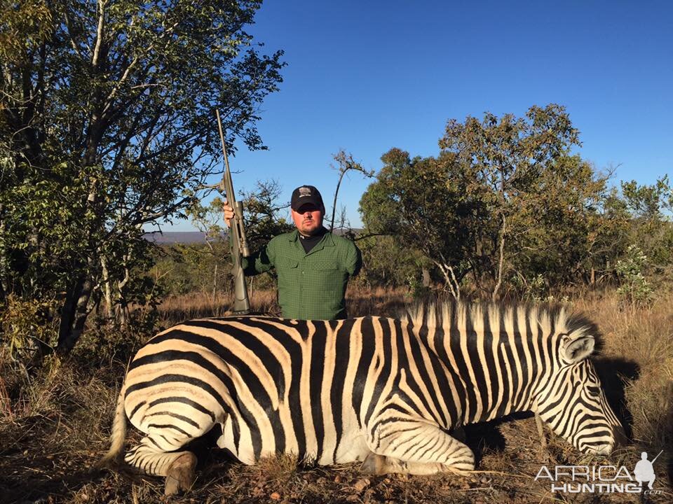 Zebra Hunt South Africa