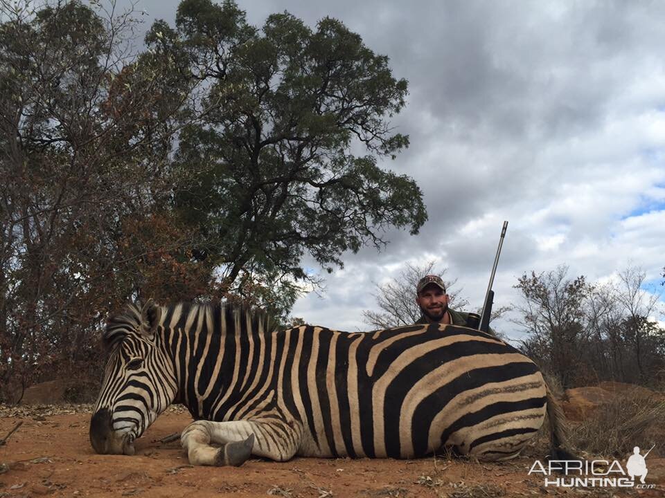 Zebra Hunt South Africa