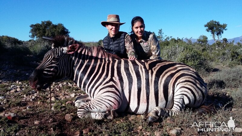 Zebra Hunt South Africa