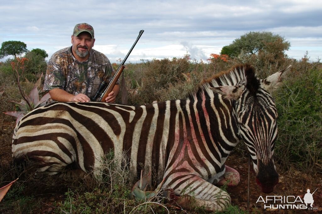 Zebra Hunt South Africa