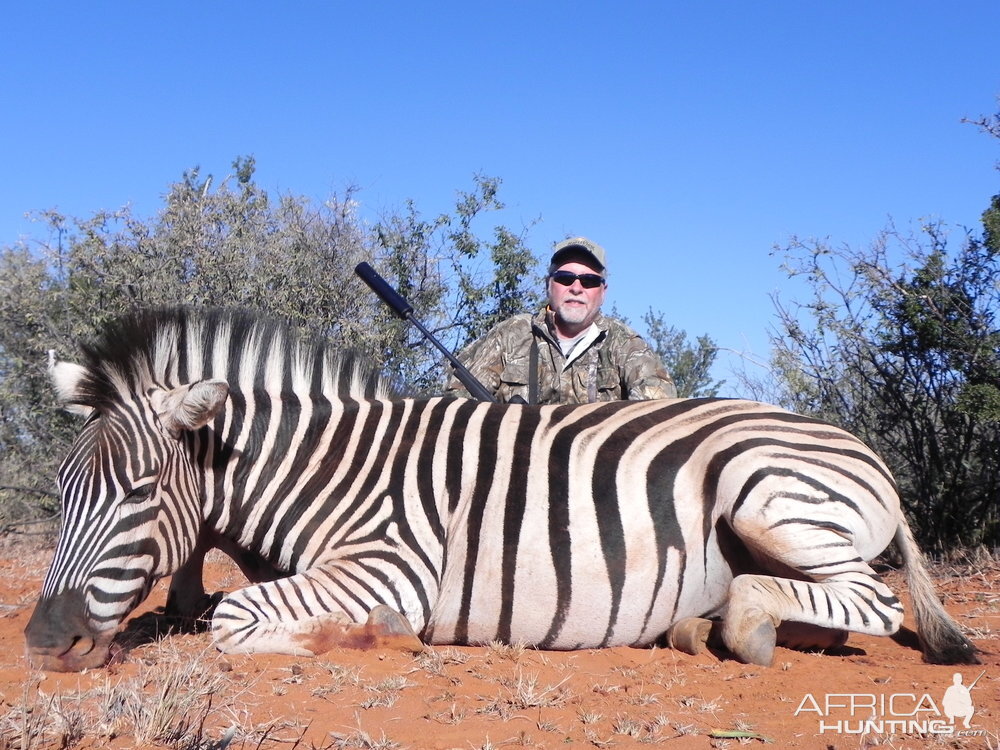 Zebra Hunt South Africa