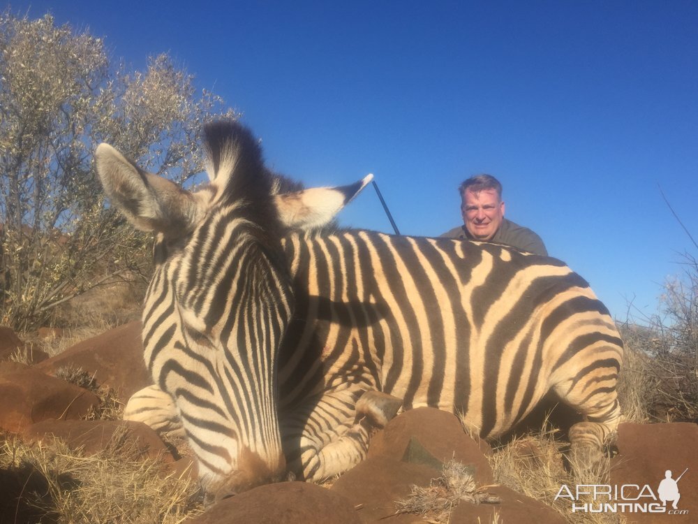 Zebra Hunt South Africa