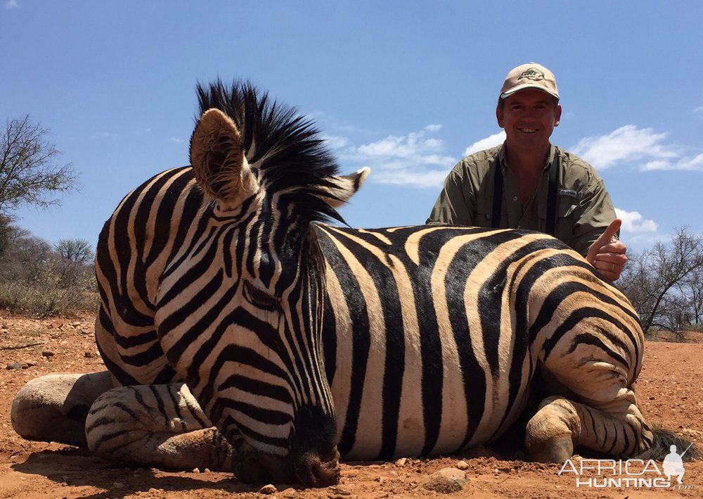 Zebra Hunt South Africa