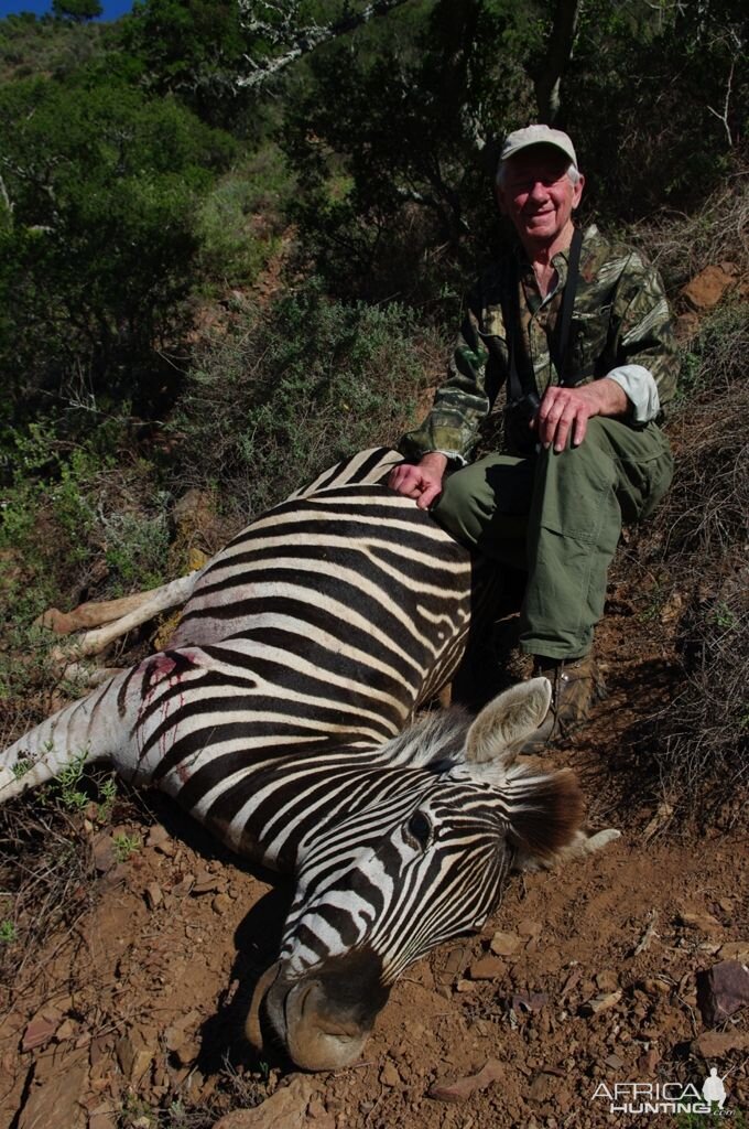 Zebra Hunt South Africa