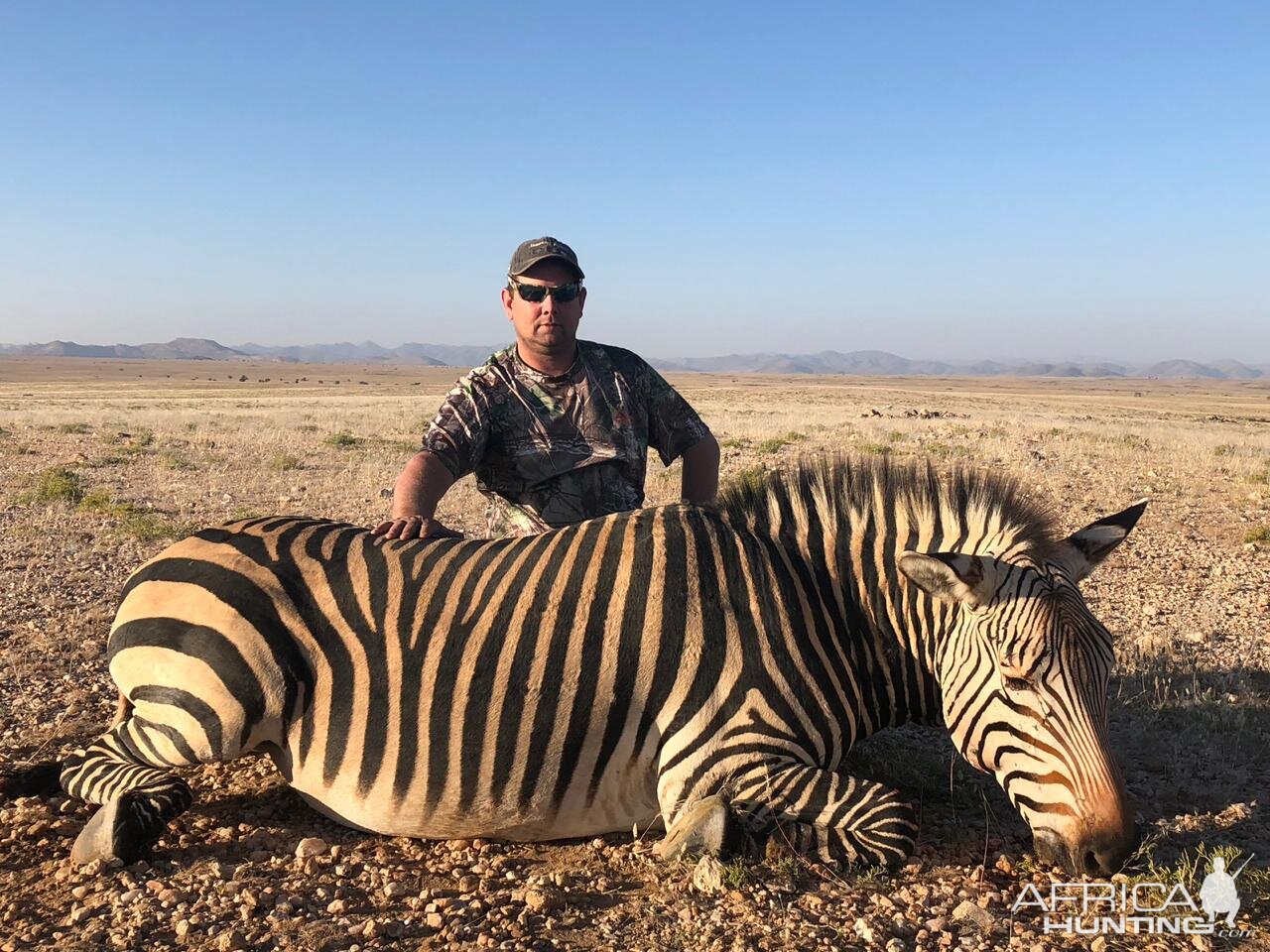 Zebra Hunt South Africa