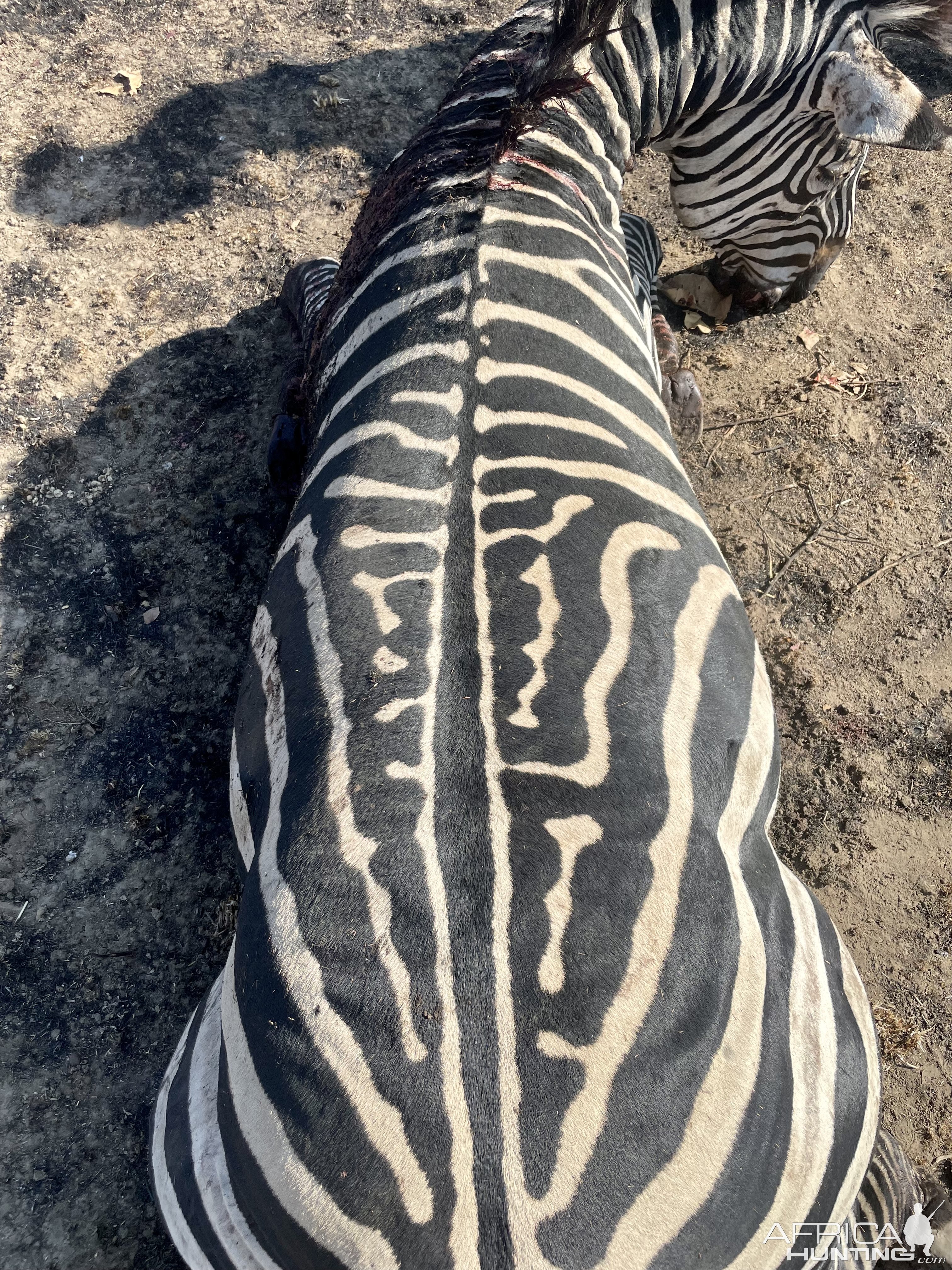 Zebra Hunt Tanzania