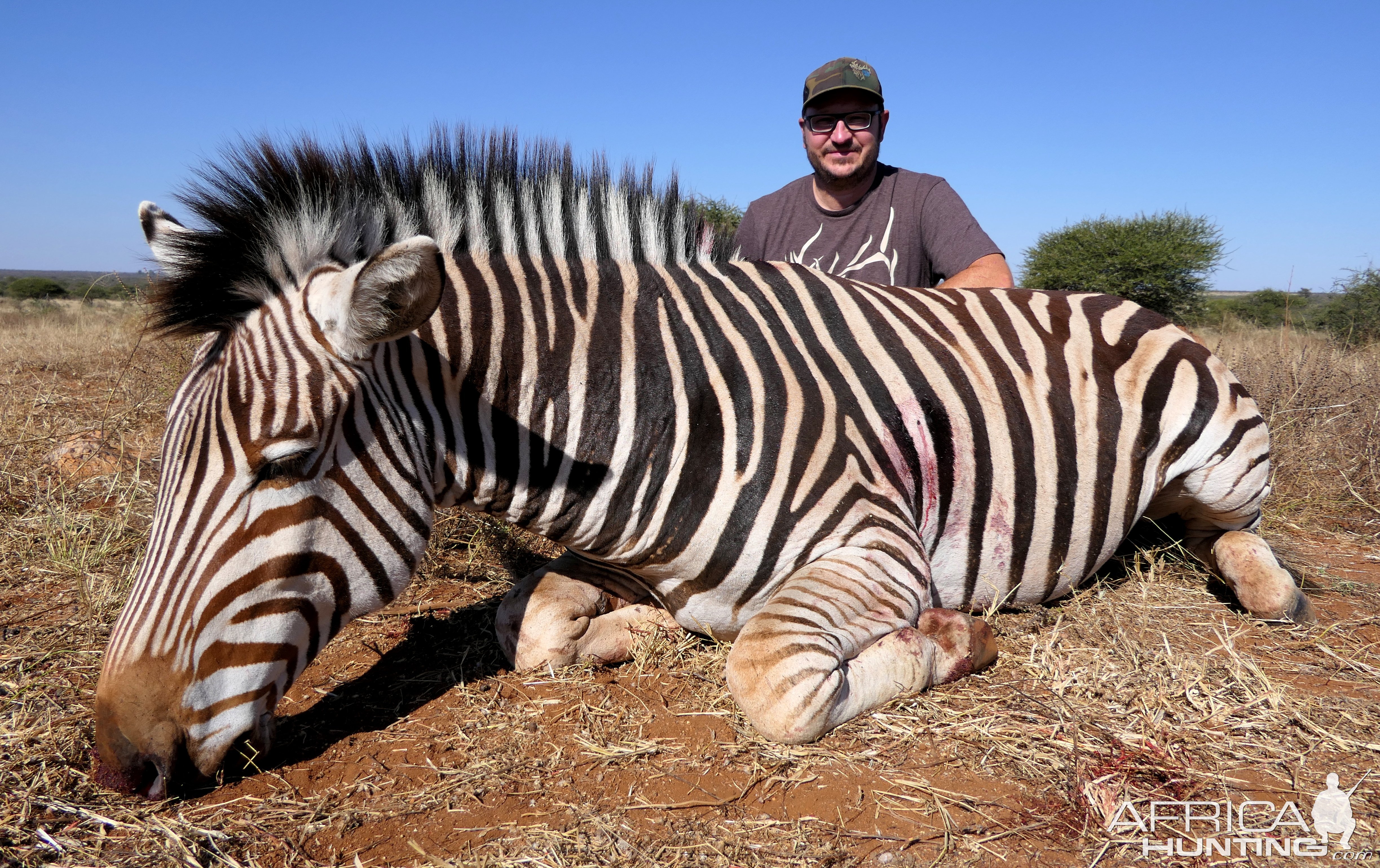 Zebra hunt with Bayly Sippel Safaris