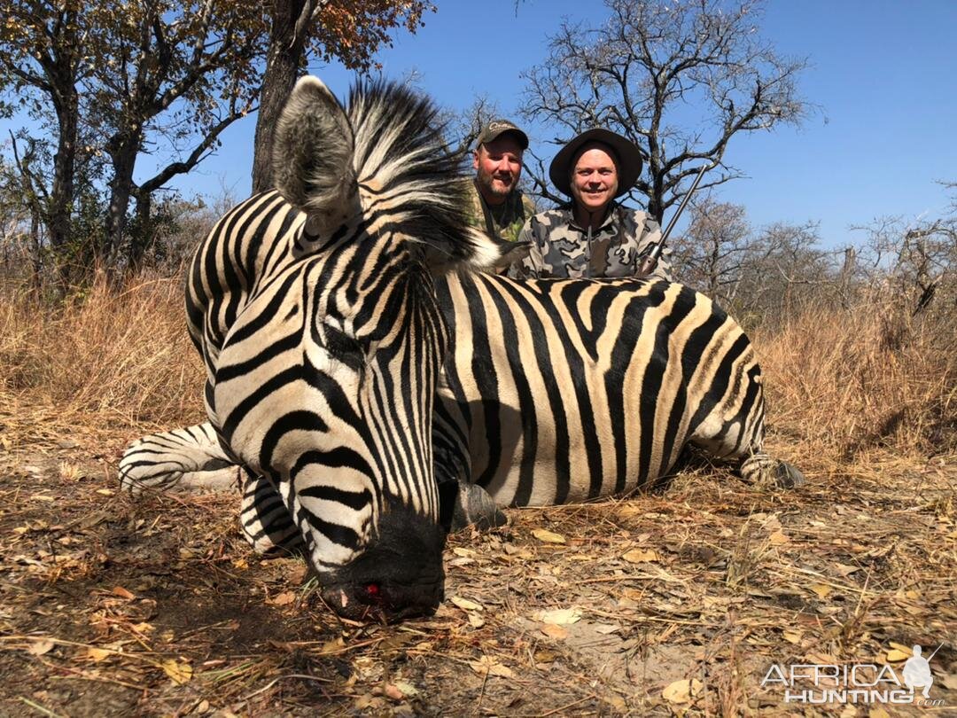 Zebra Hunt Zimbabwe