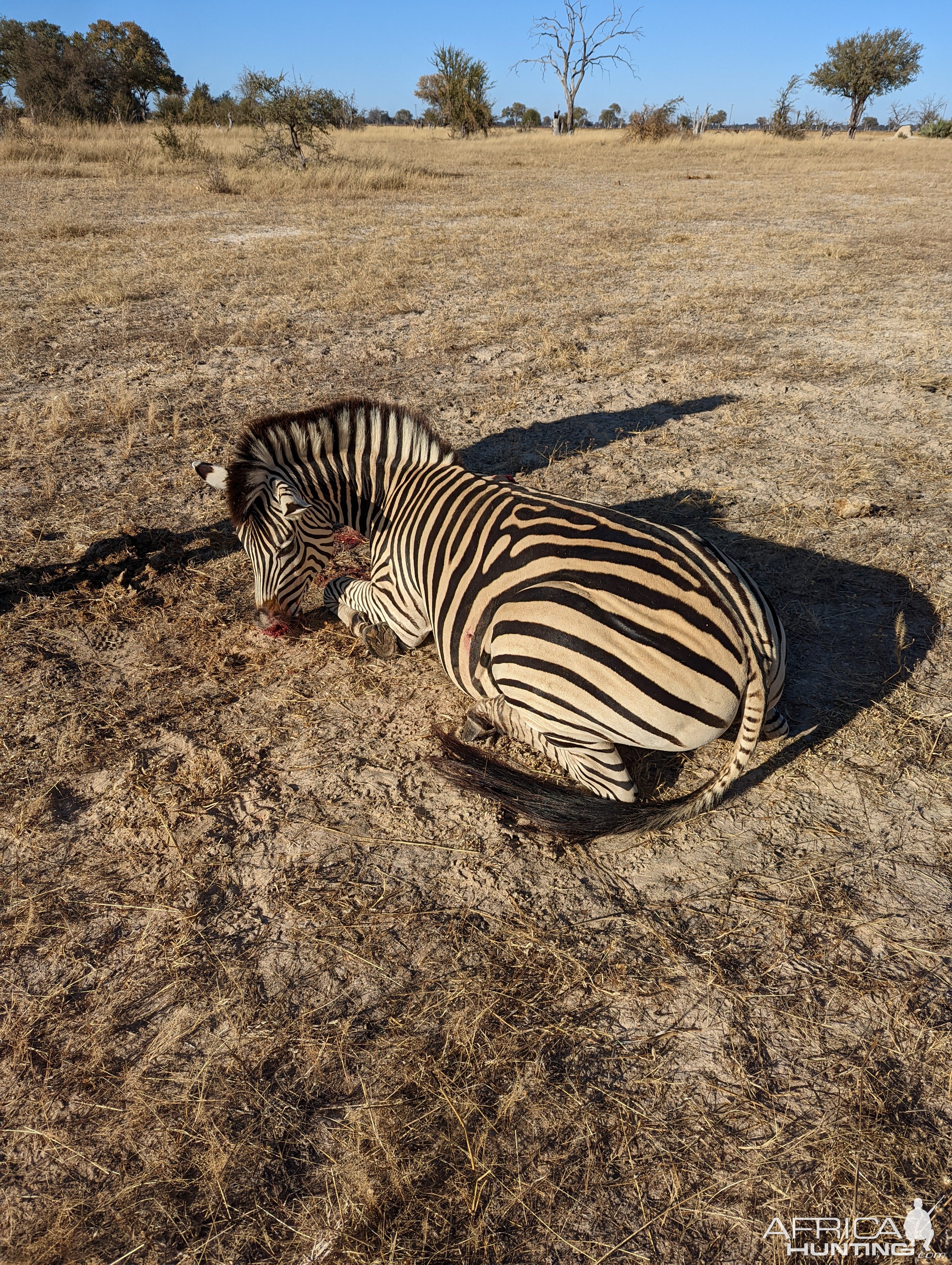 Zebra Hunt Zimbabwe