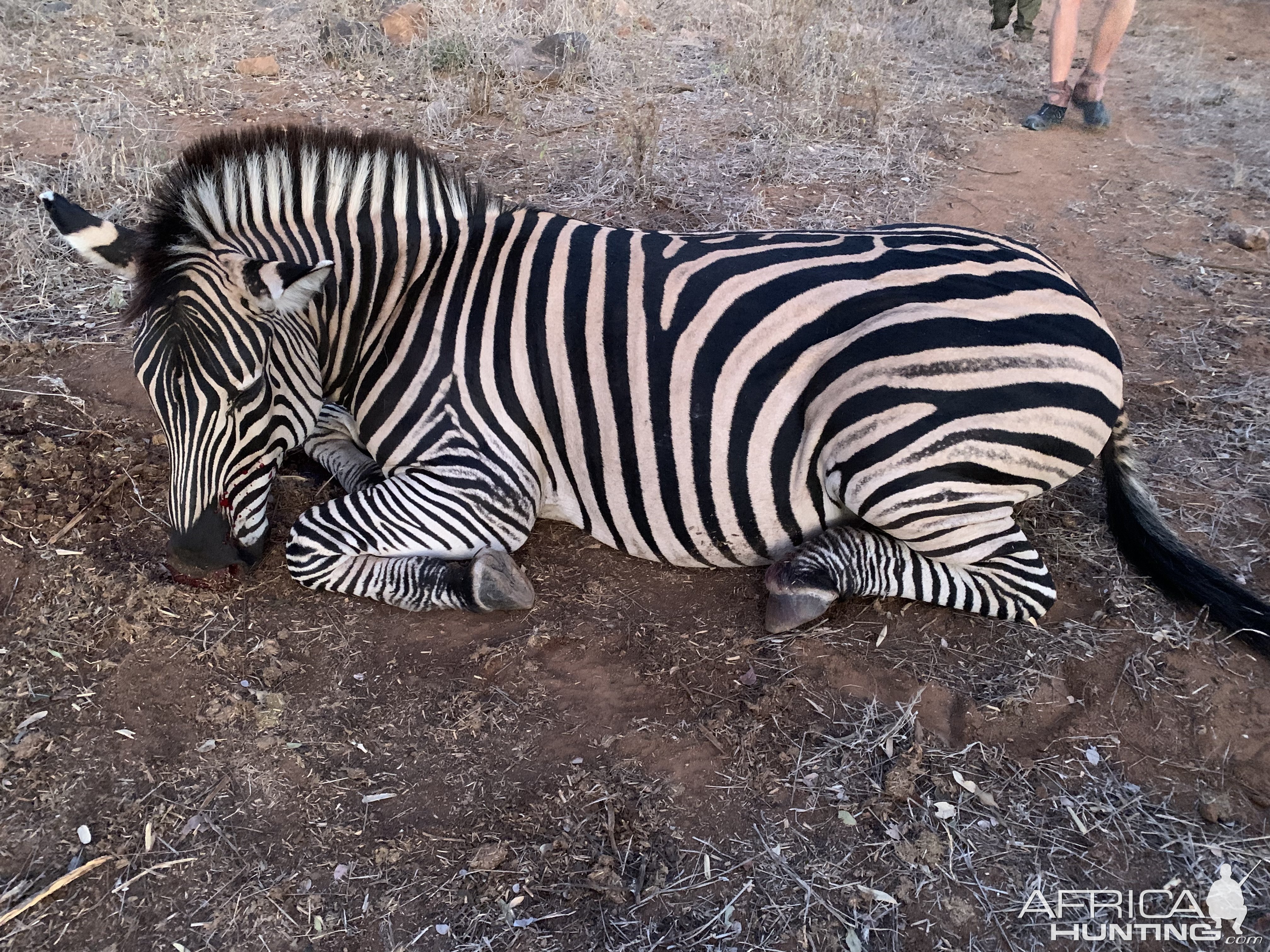 Zebra Hunt Zimbabwe