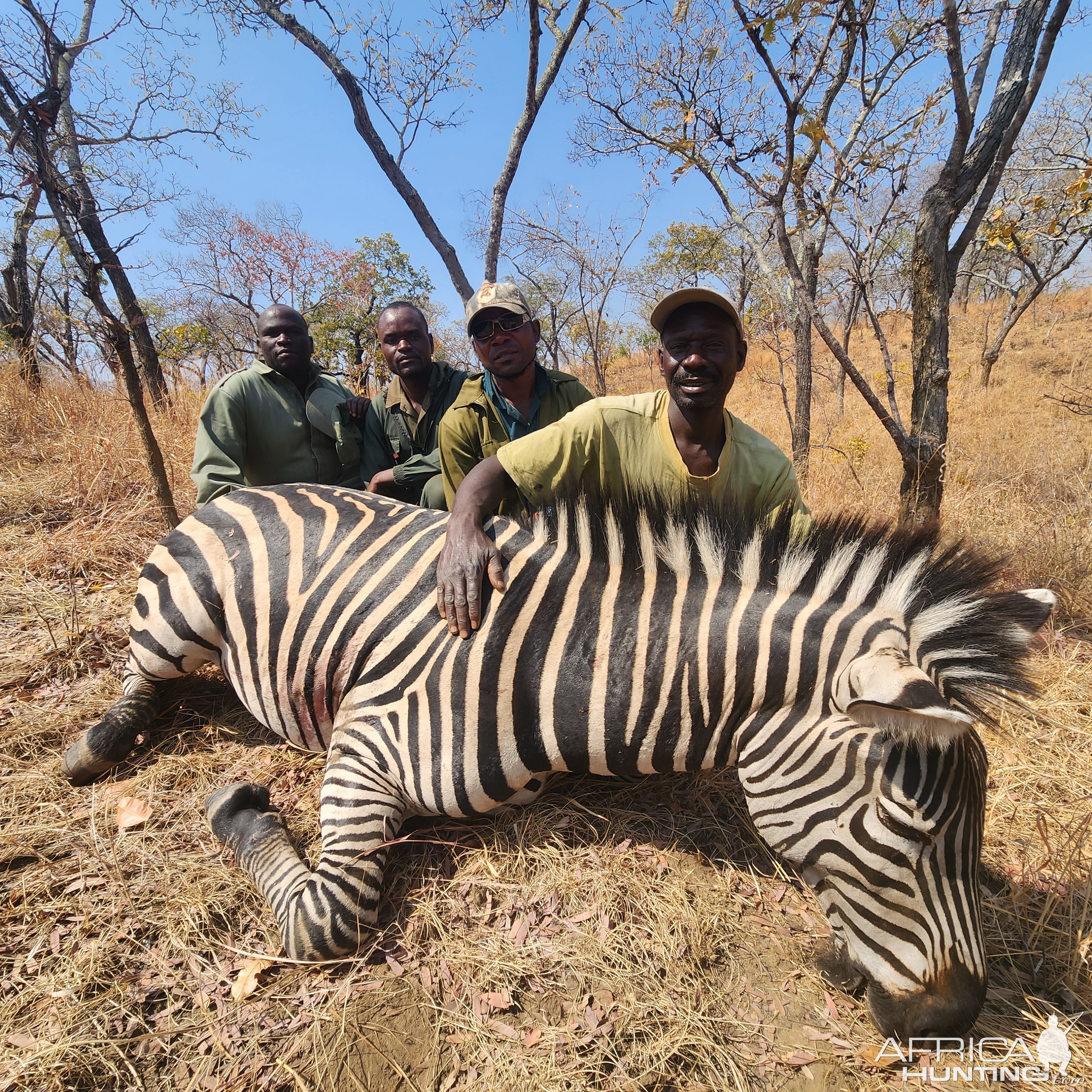 Zebra Hunt Zimbabwe