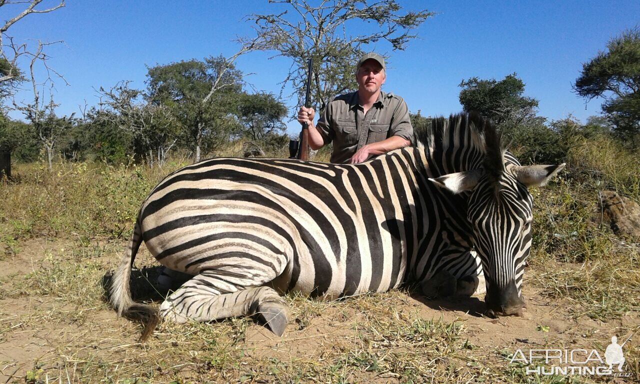 Zebra Hunt Zimbabwe