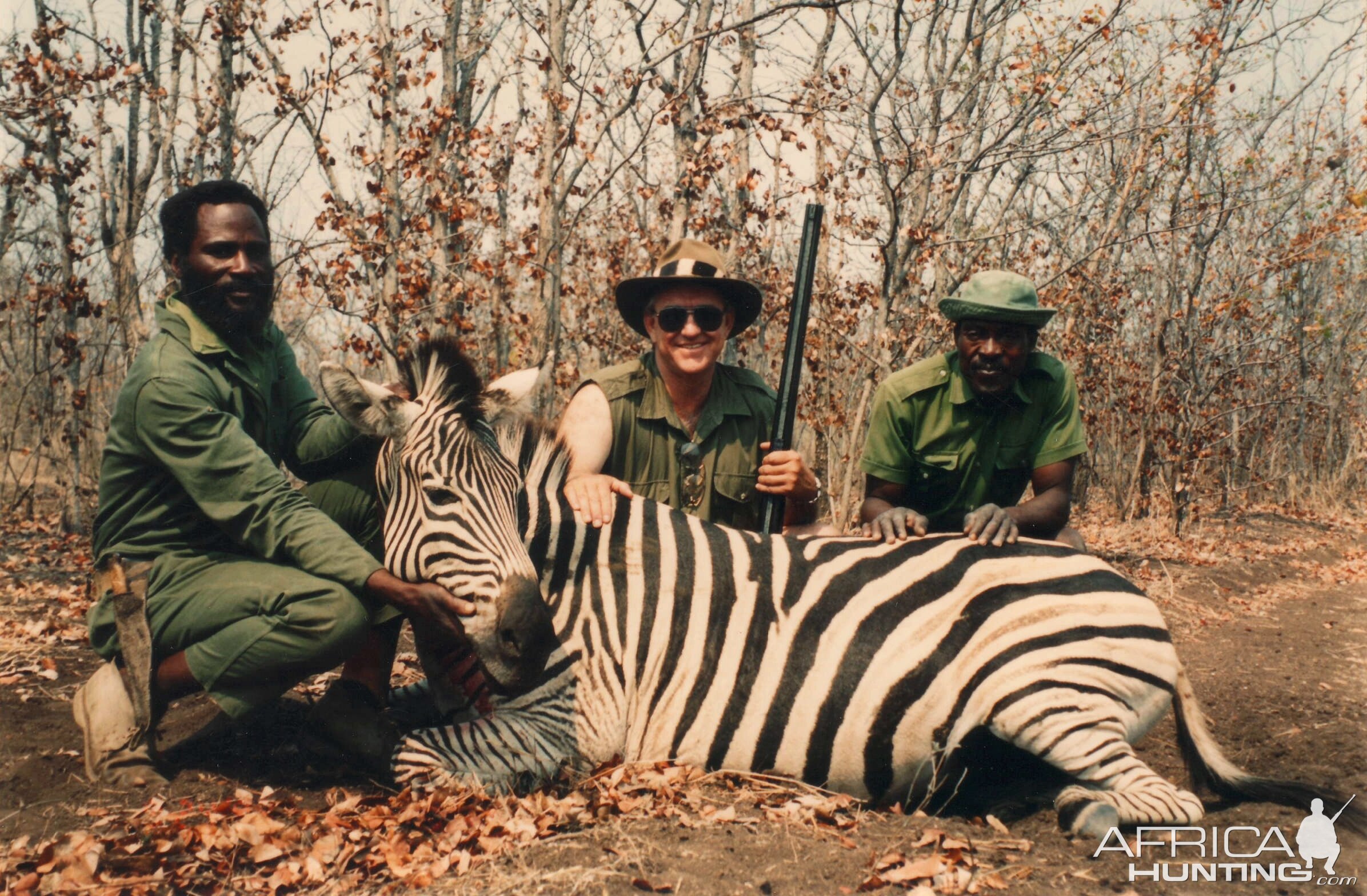 Zebra hunt Zimbabwe