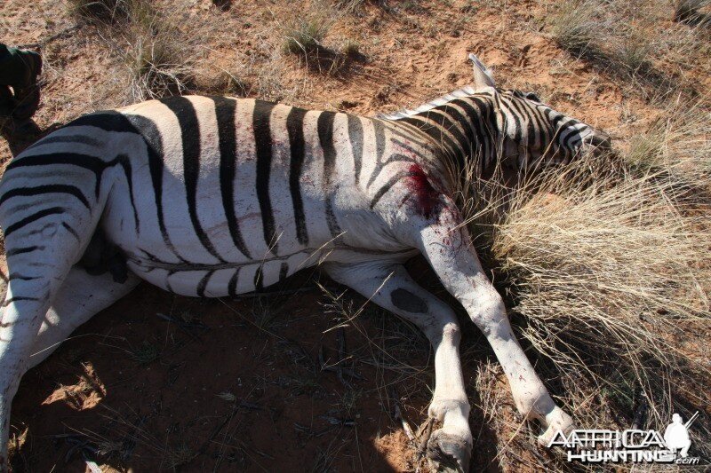 Zebra hunted in Namibia