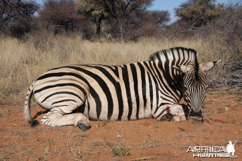 Zebra hunted in Namibia