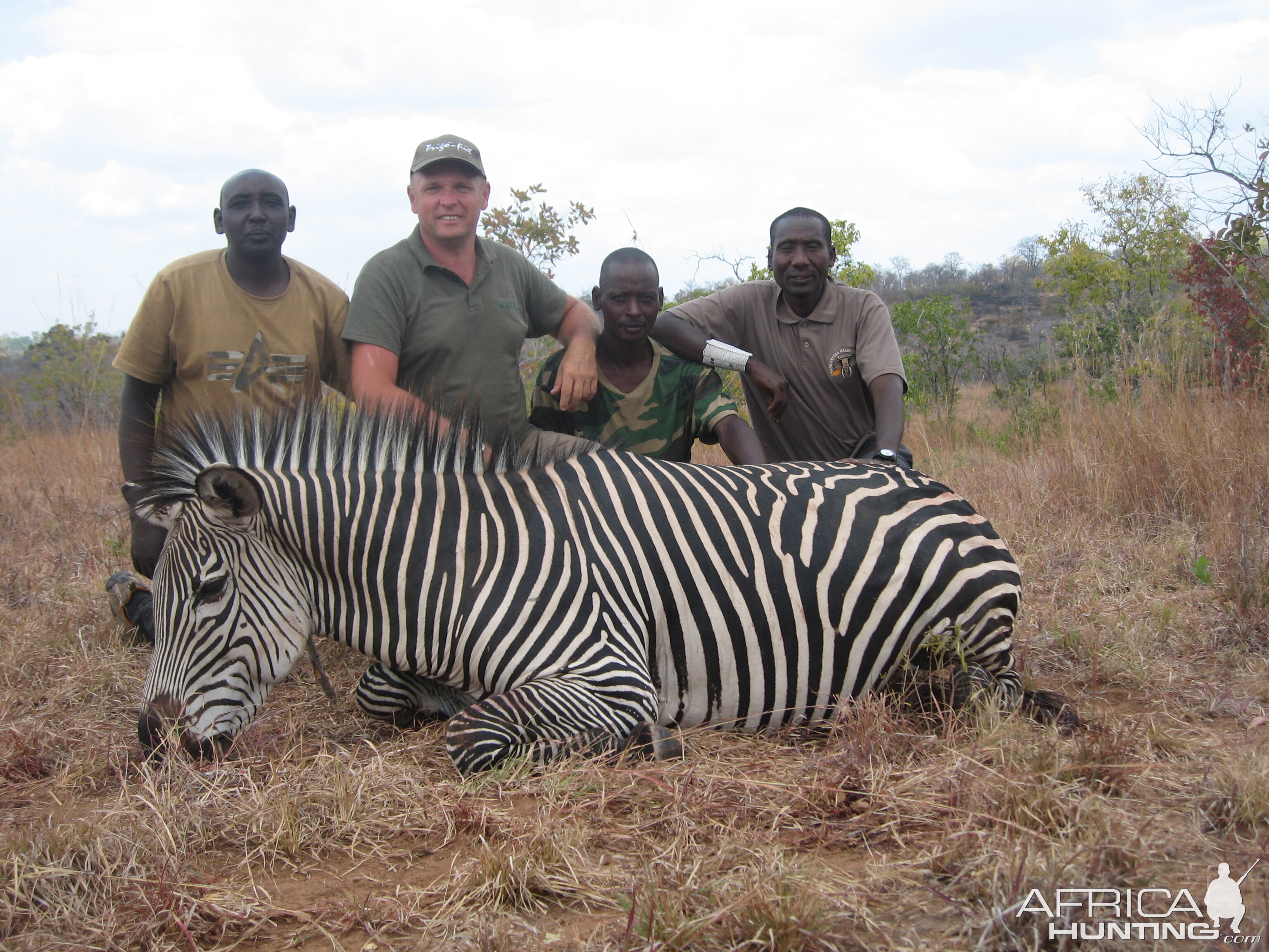 Zebra hunted in Tanzania