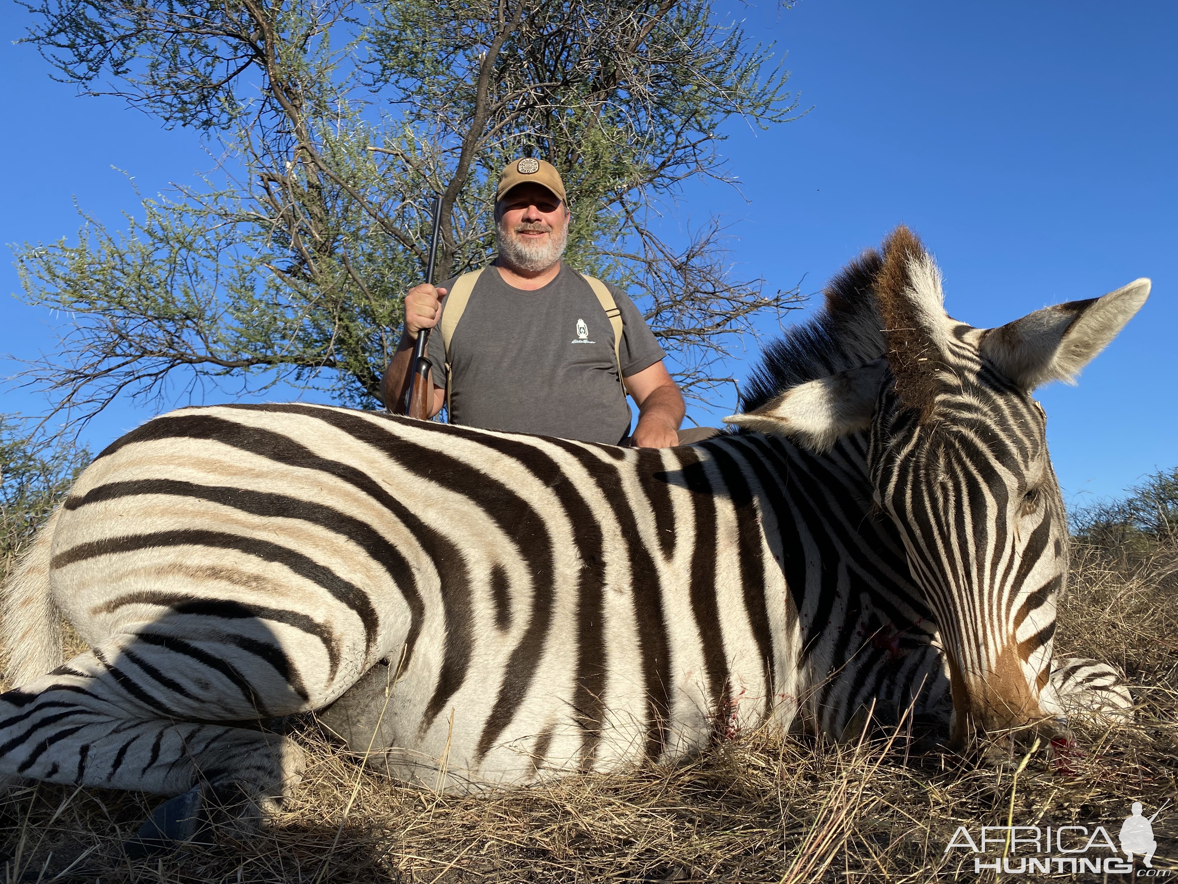 Zebra Hunting Botswana