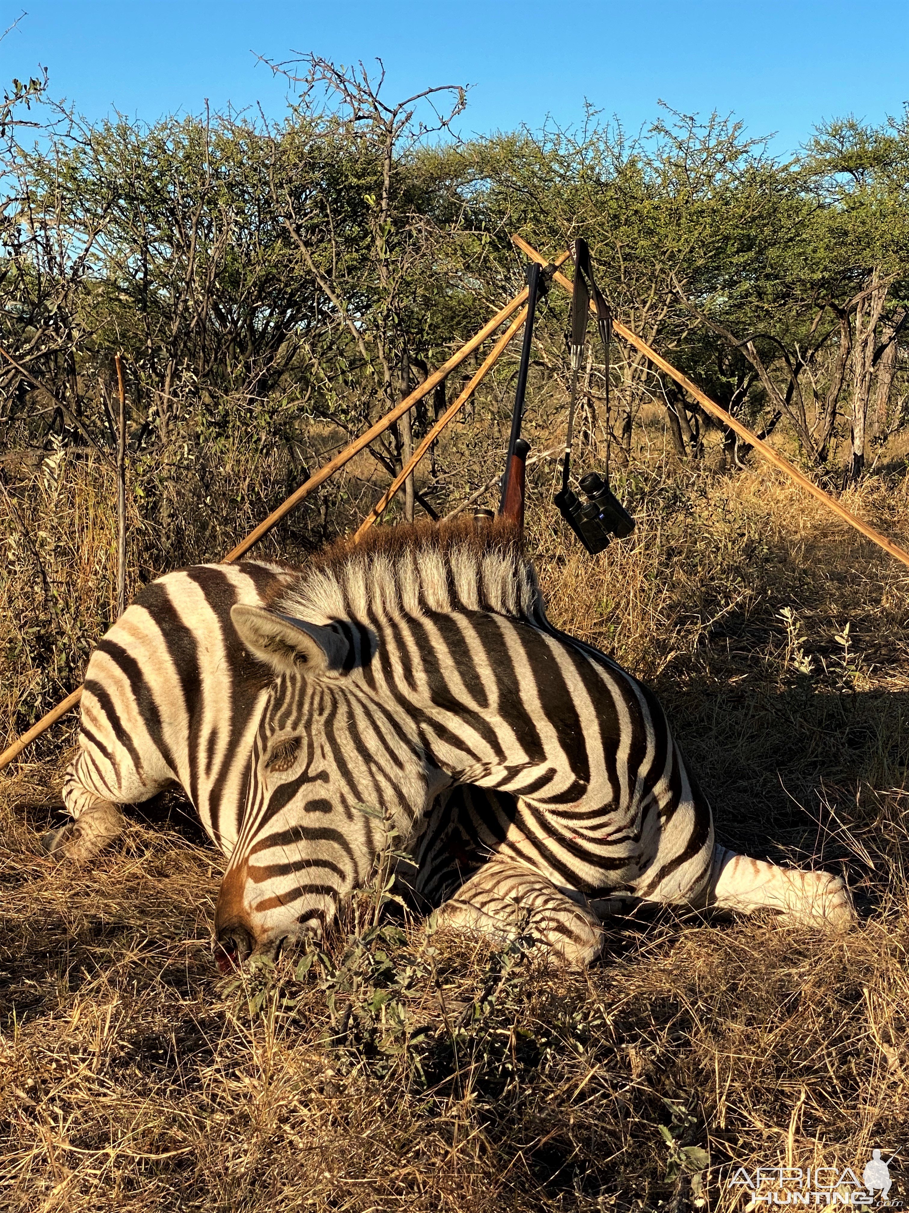 Zebra Hunting Botswana