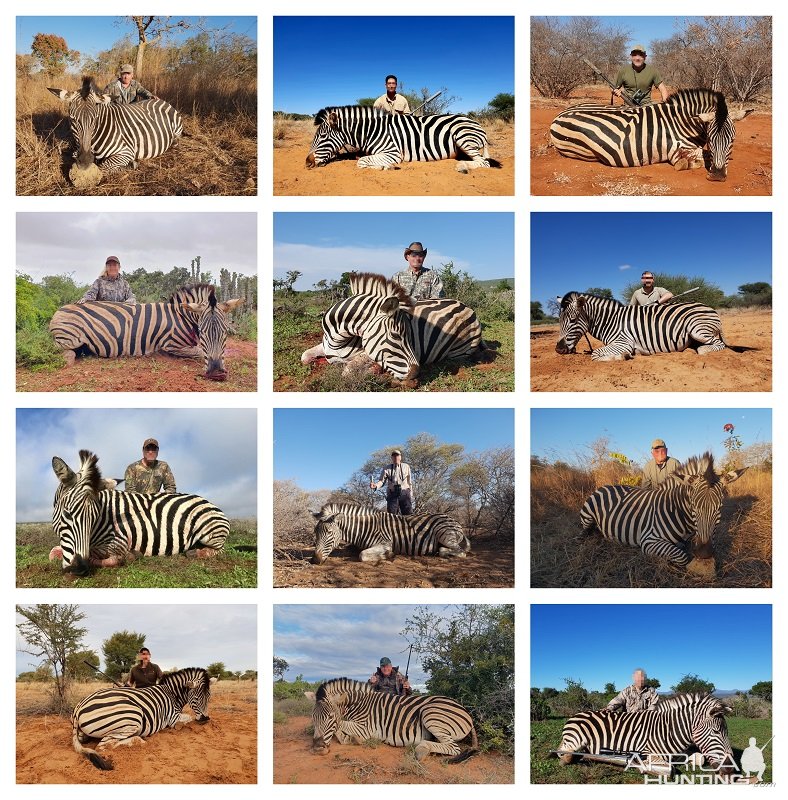 Zebra Hunting Eastern Cape South Africa